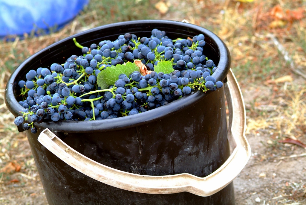 Block 6 Shiraz planted 1892 handpicked